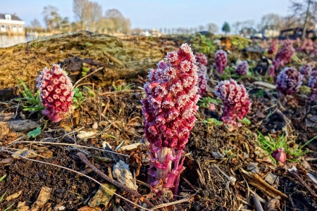 Here are The Top 6 Supplements for Migraine Relief and Prevention