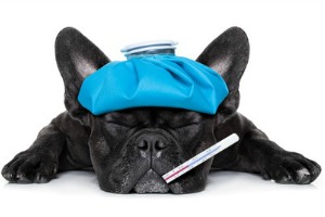 Black dog with icepack soothing a headache