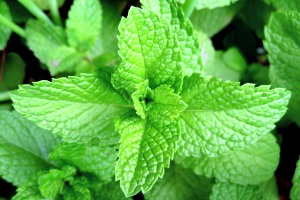 Get this Peppermint Essential Oil on Amazon